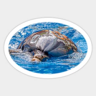 Dolphin Sticker